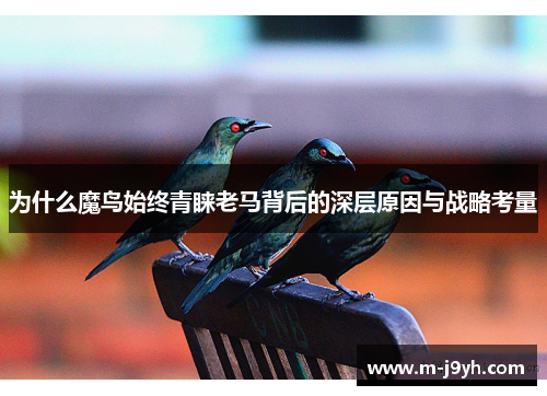 为什么魔鸟始终青睐老马背后的深层原因与战略考量